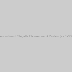 Image of Recombinant Shigella Flexneri asnA Protein (aa 1-330)